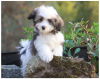 havanese-puppies-westchester.png