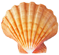 Seashells15